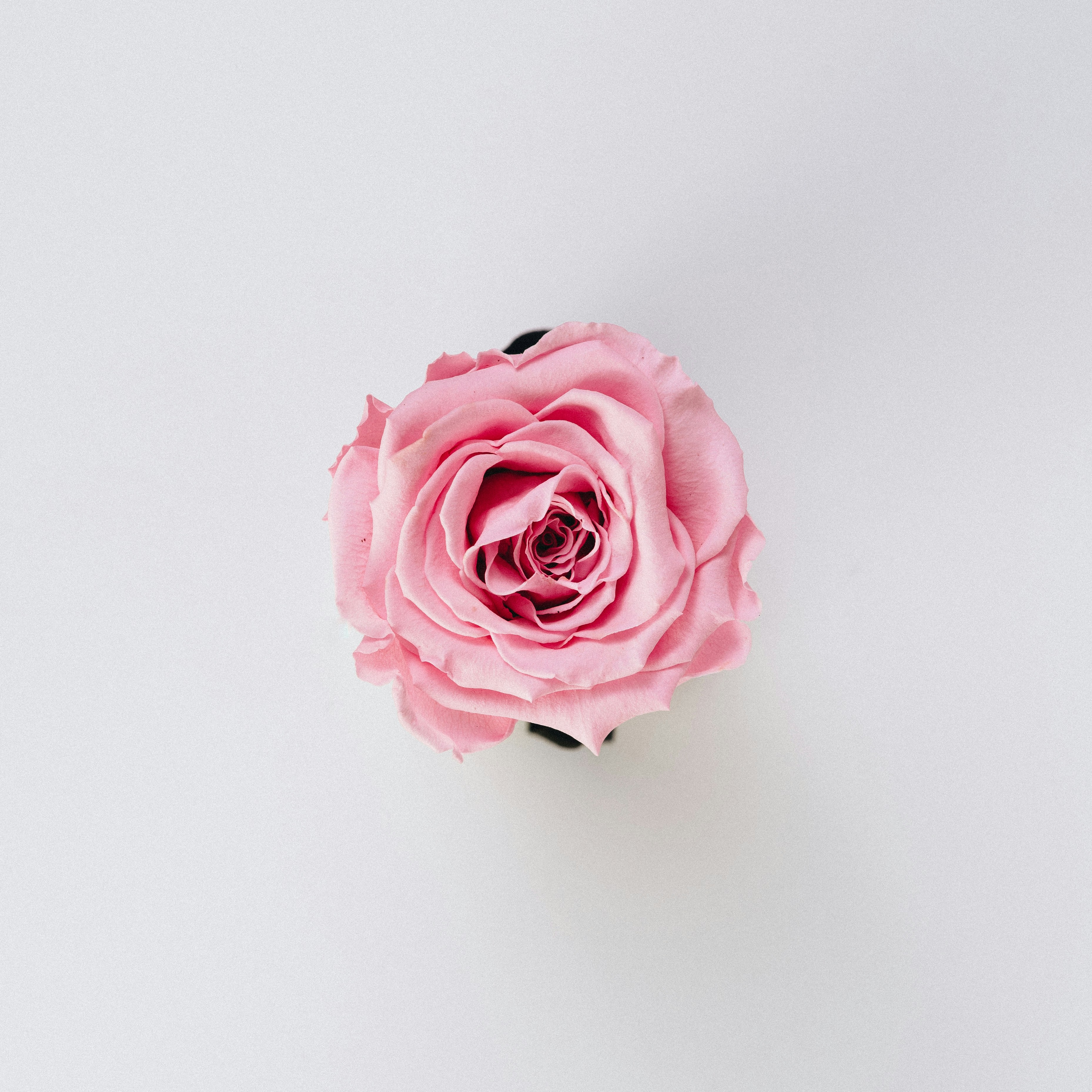 Rose Wallpaper: Free HD Download