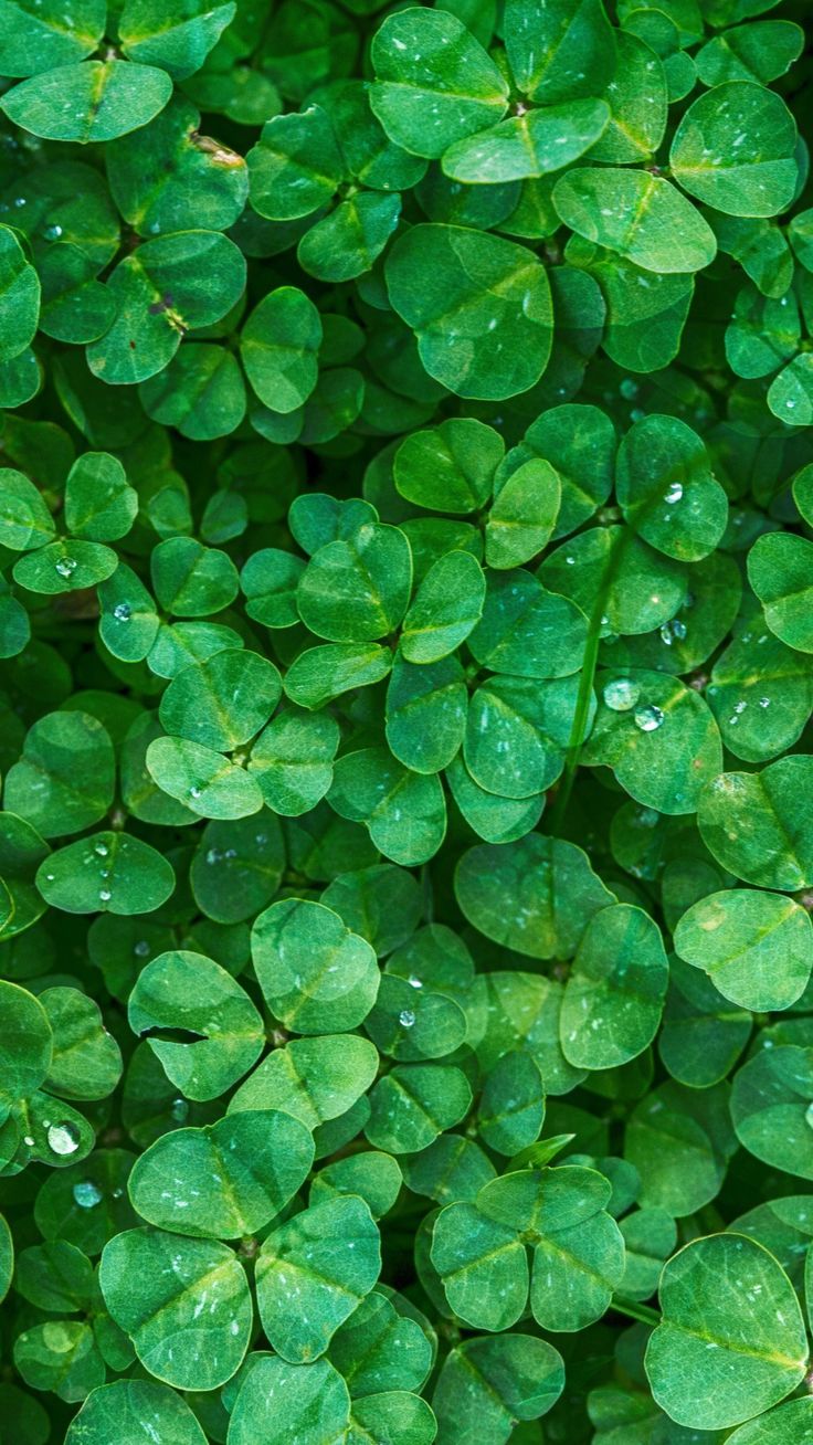 Irish Clovers Wallpaper