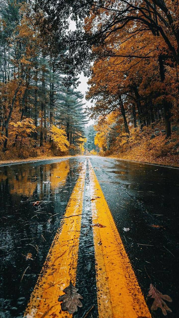 Download Wet Road wallpaper