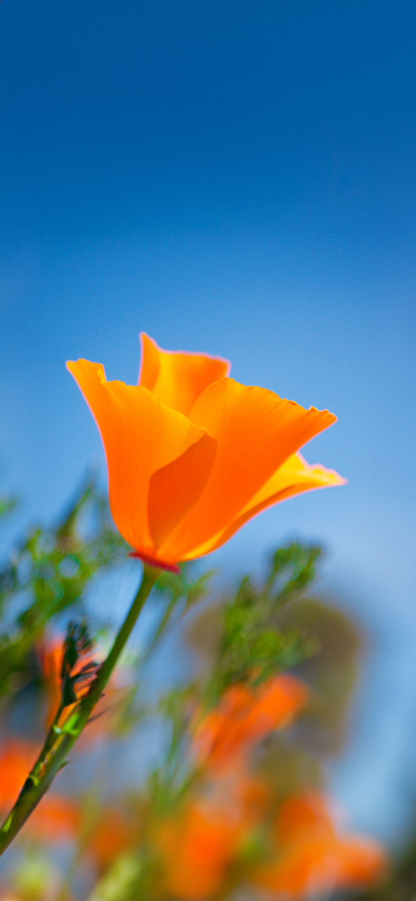California Poppy hidden in iOS 17