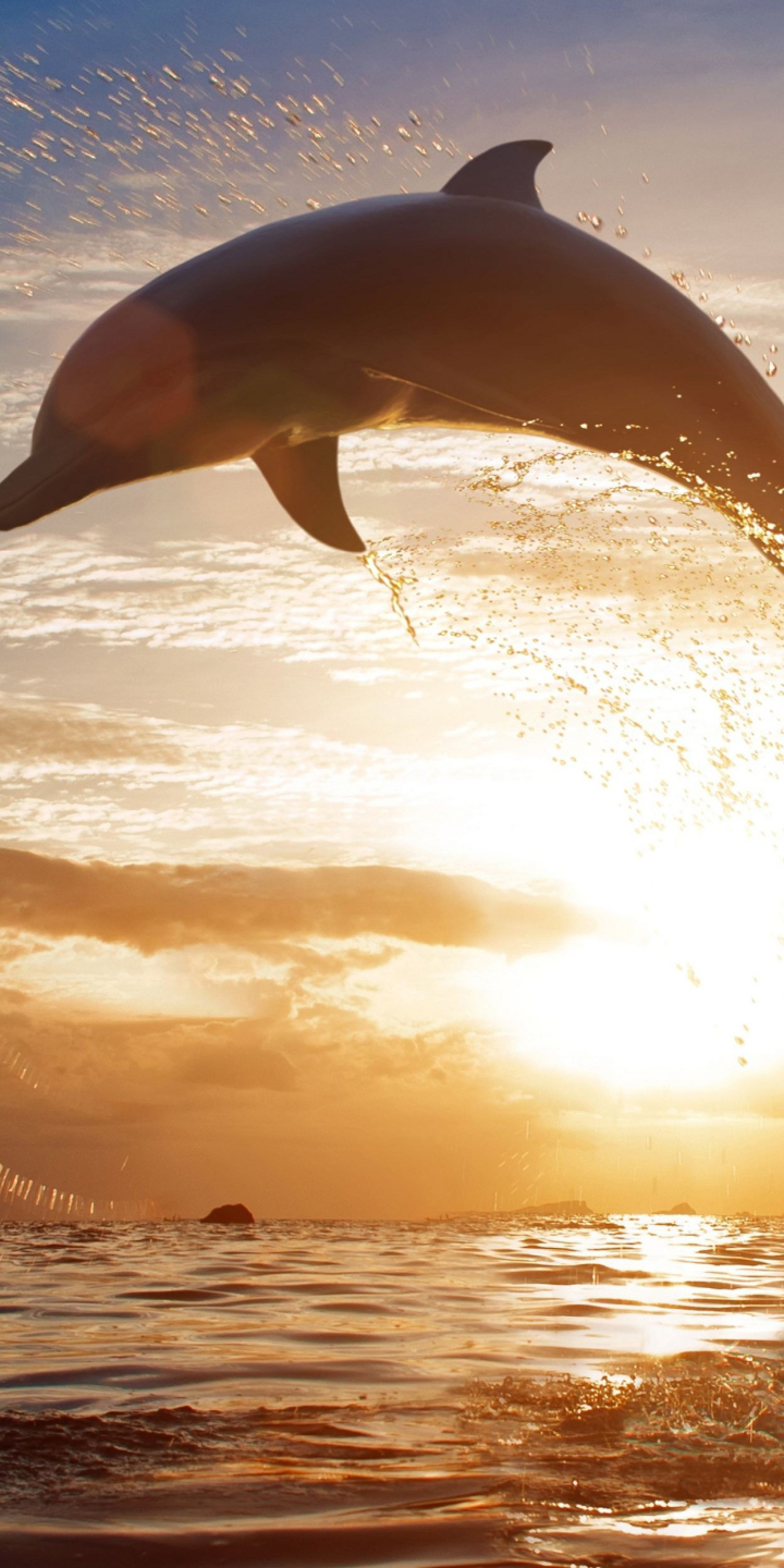 Dolphin iPhone Wallpaper