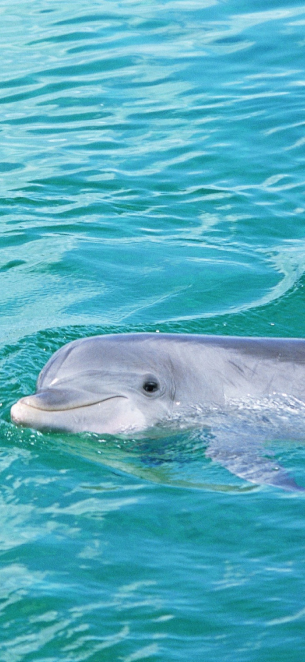 Cute Dolphin Wallpaper for iPhone 11