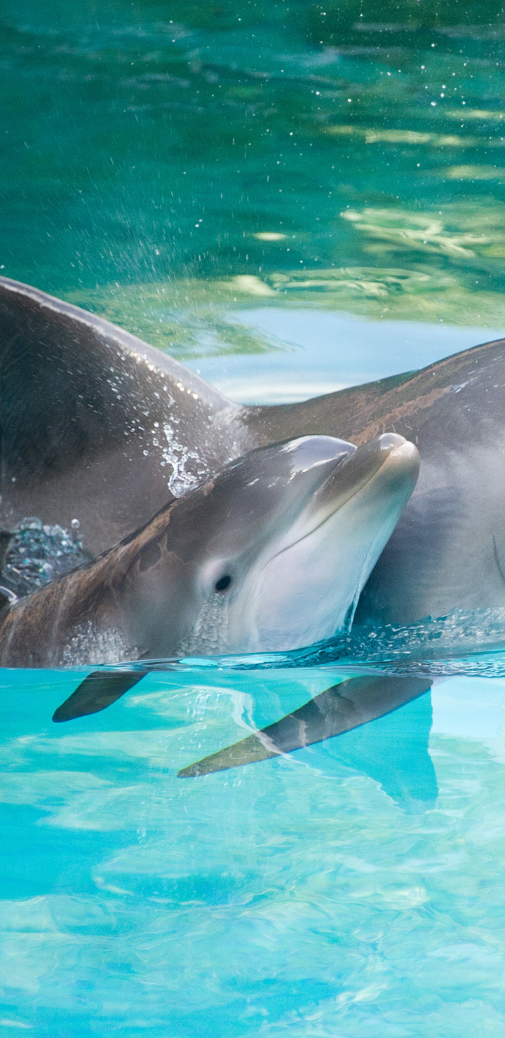 Download Dolphin wallpaper