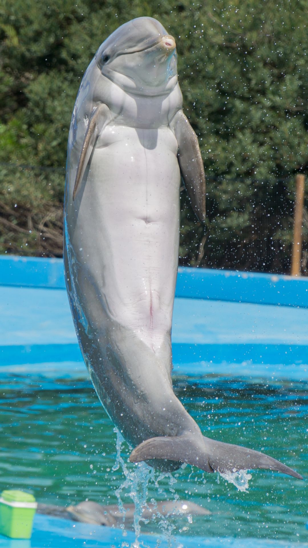 Best Dolphin iPhone Wallpaper