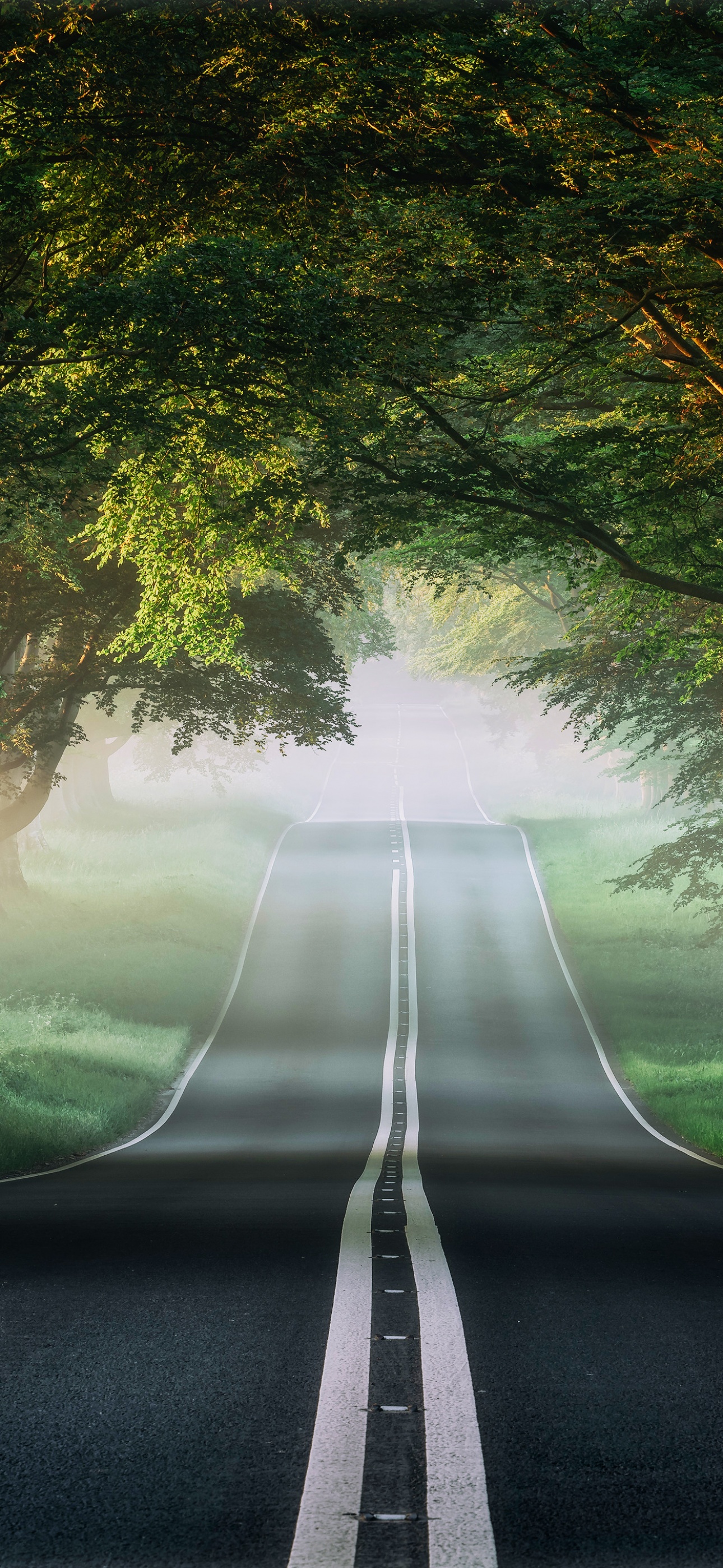 Road, Mist, Avenue Trees, Plants