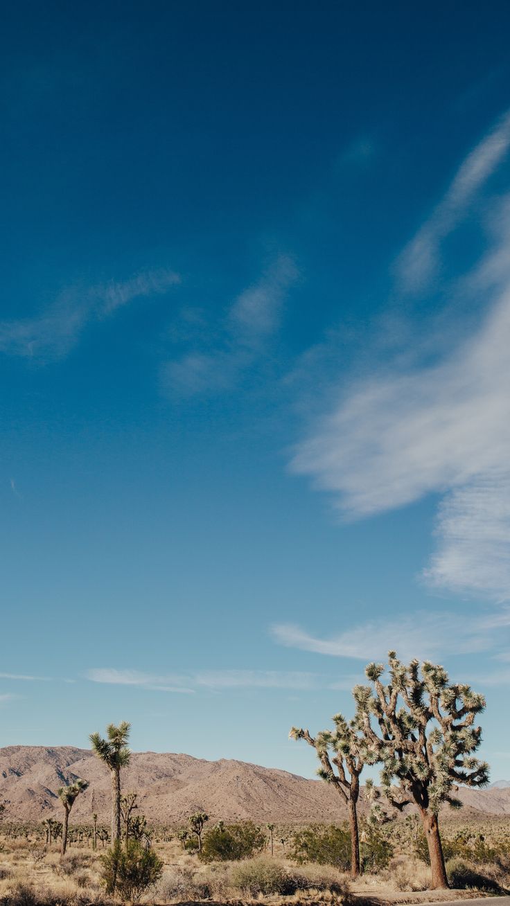 iPhone wallpaper. Joshua tree