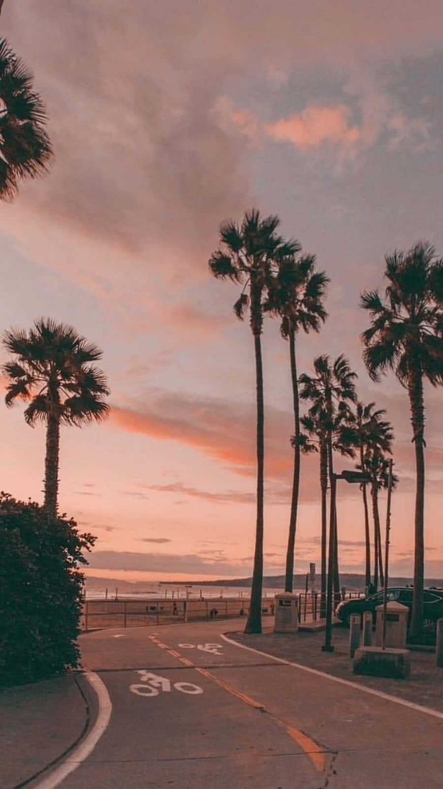 Download California Tall Palm Trees