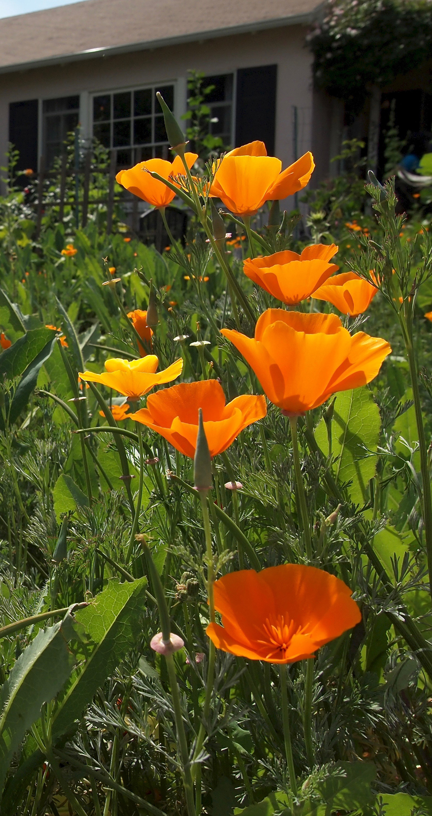 California Poppies” Computer, Tablet