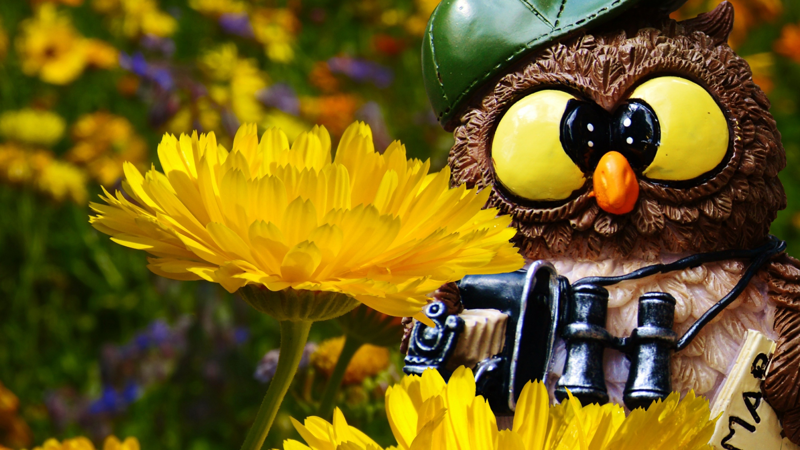 Free Image, grass, meadow, dandelion