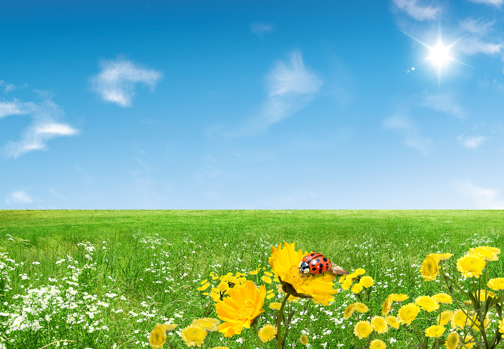 Funny Spring Wallpaper for Desktop