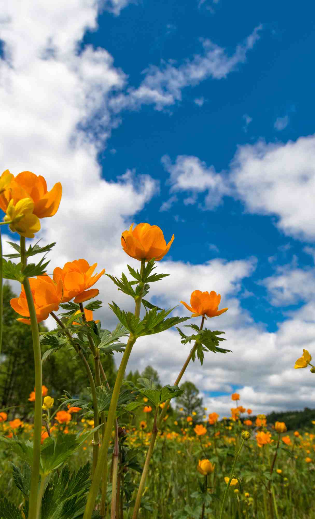 Spring Wallpaper for iPhone