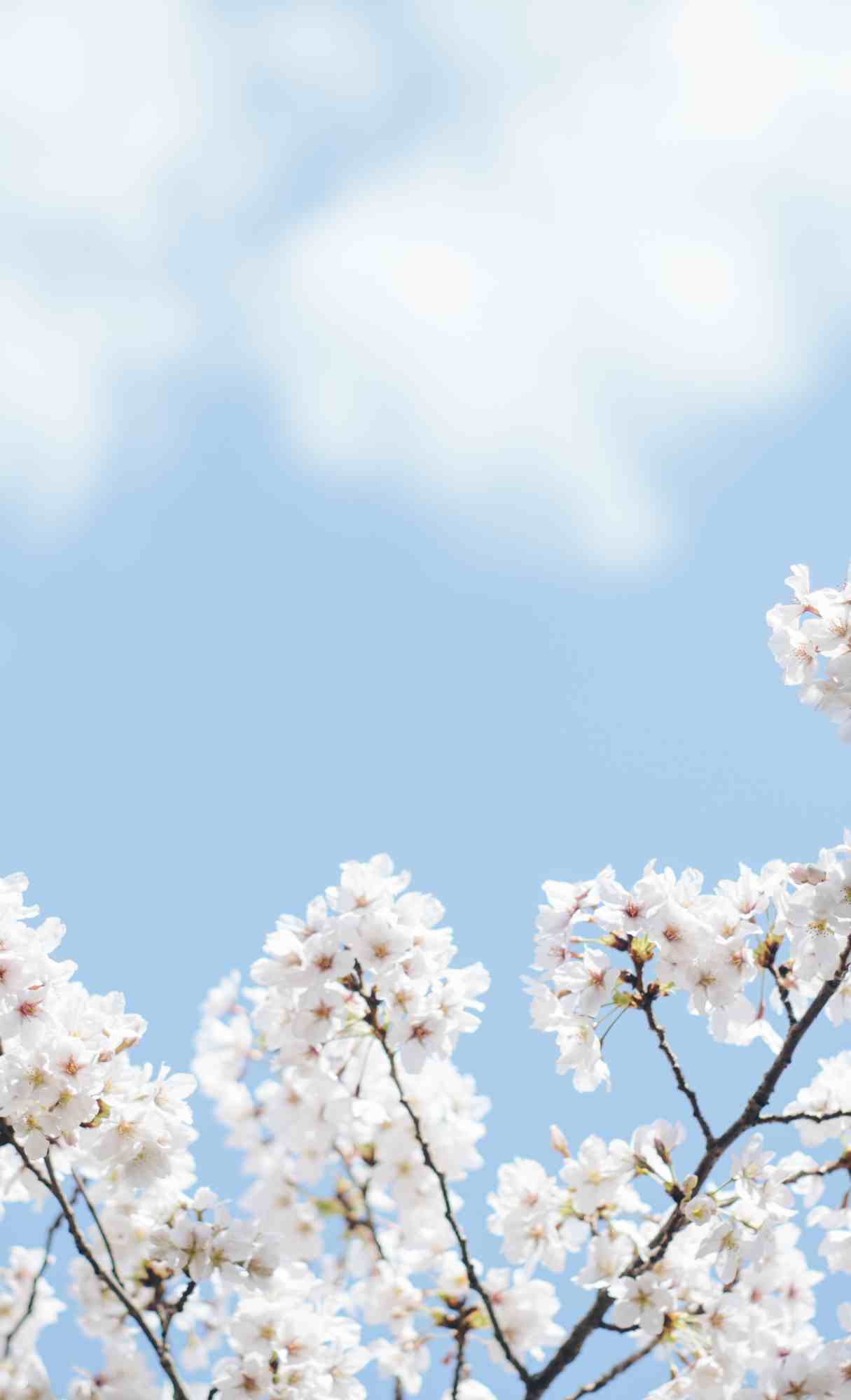 Spring Wallpaper for iPhone