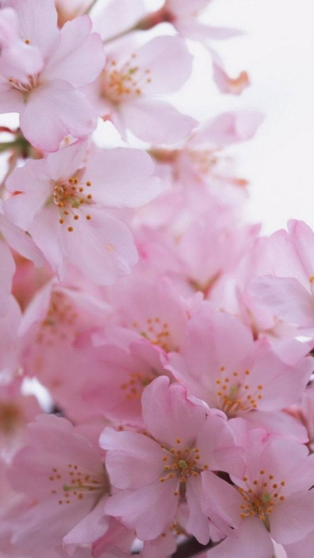 iphone wallpaper Wallpaper