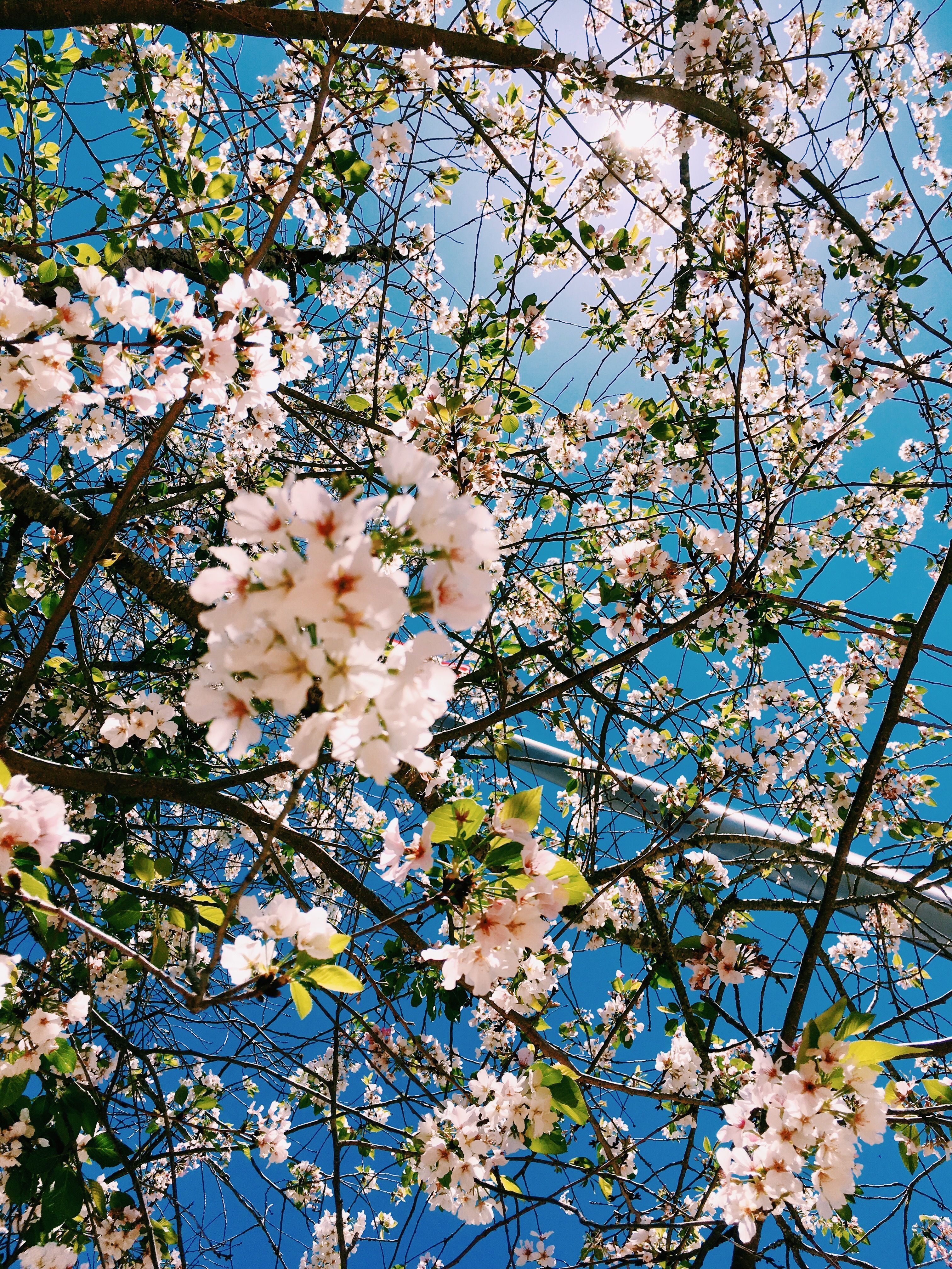 Aesthetic Spring Flowers Wallpaper