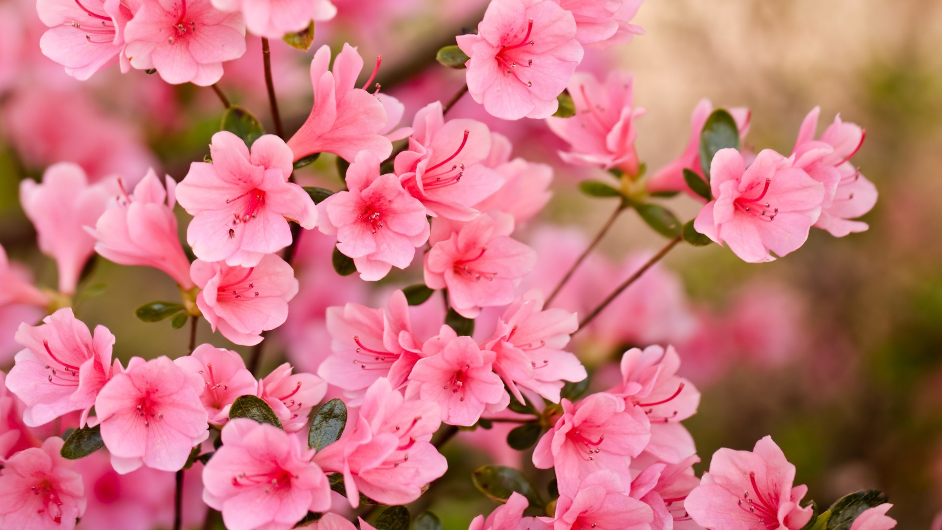 HD desktop wallpaper: Flowers, Earth