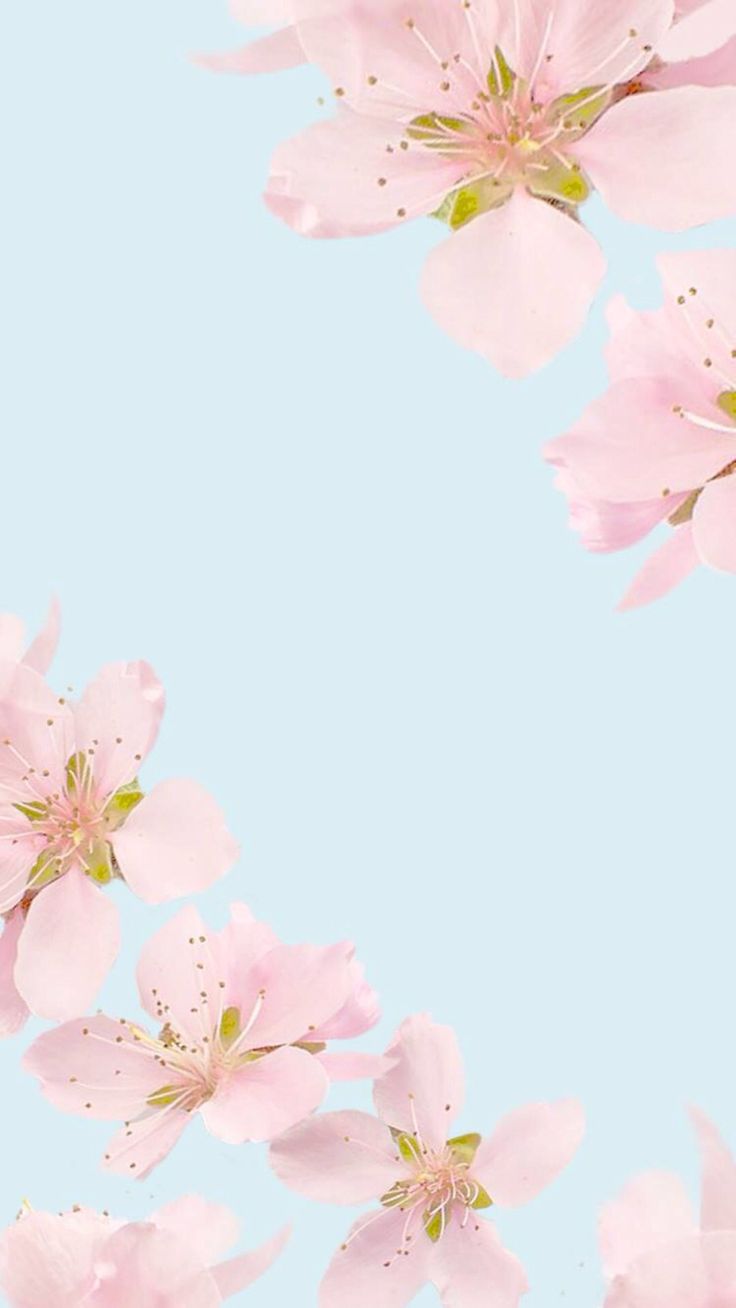 Floral, wallpaper, iPhone, pink