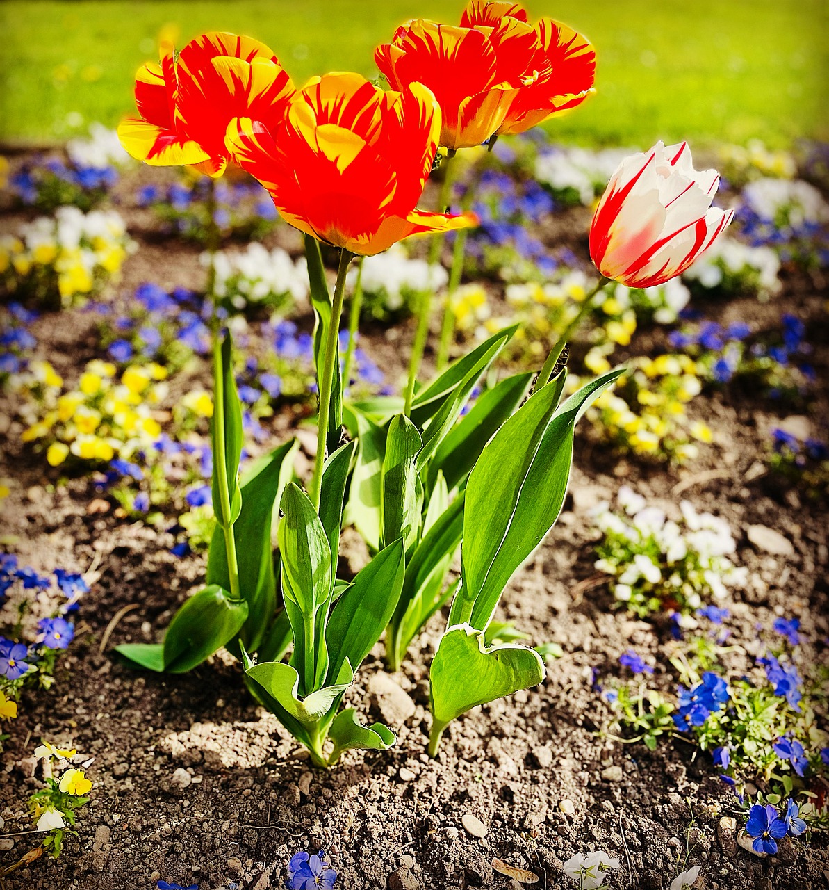 Flower Wallpaper Colour