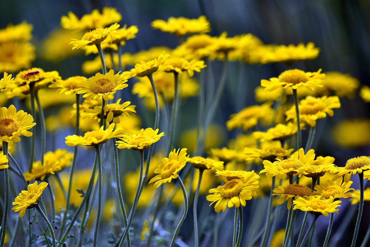 Spring Flowers Meadow