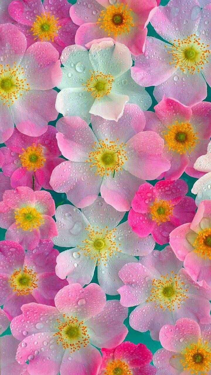 Pink Neon Flowers Wallpaper