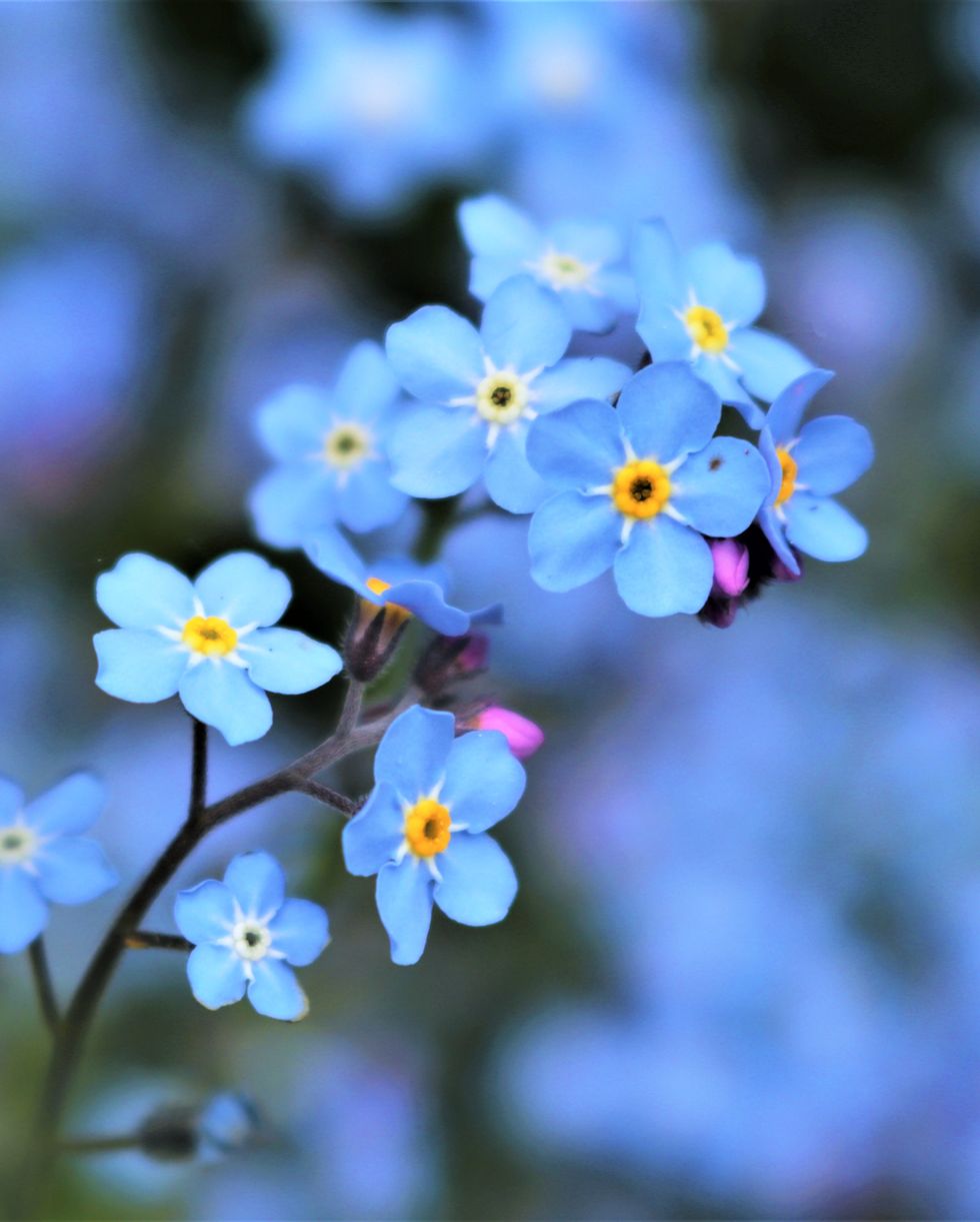 Spring Flowers to Plant in Your Garden