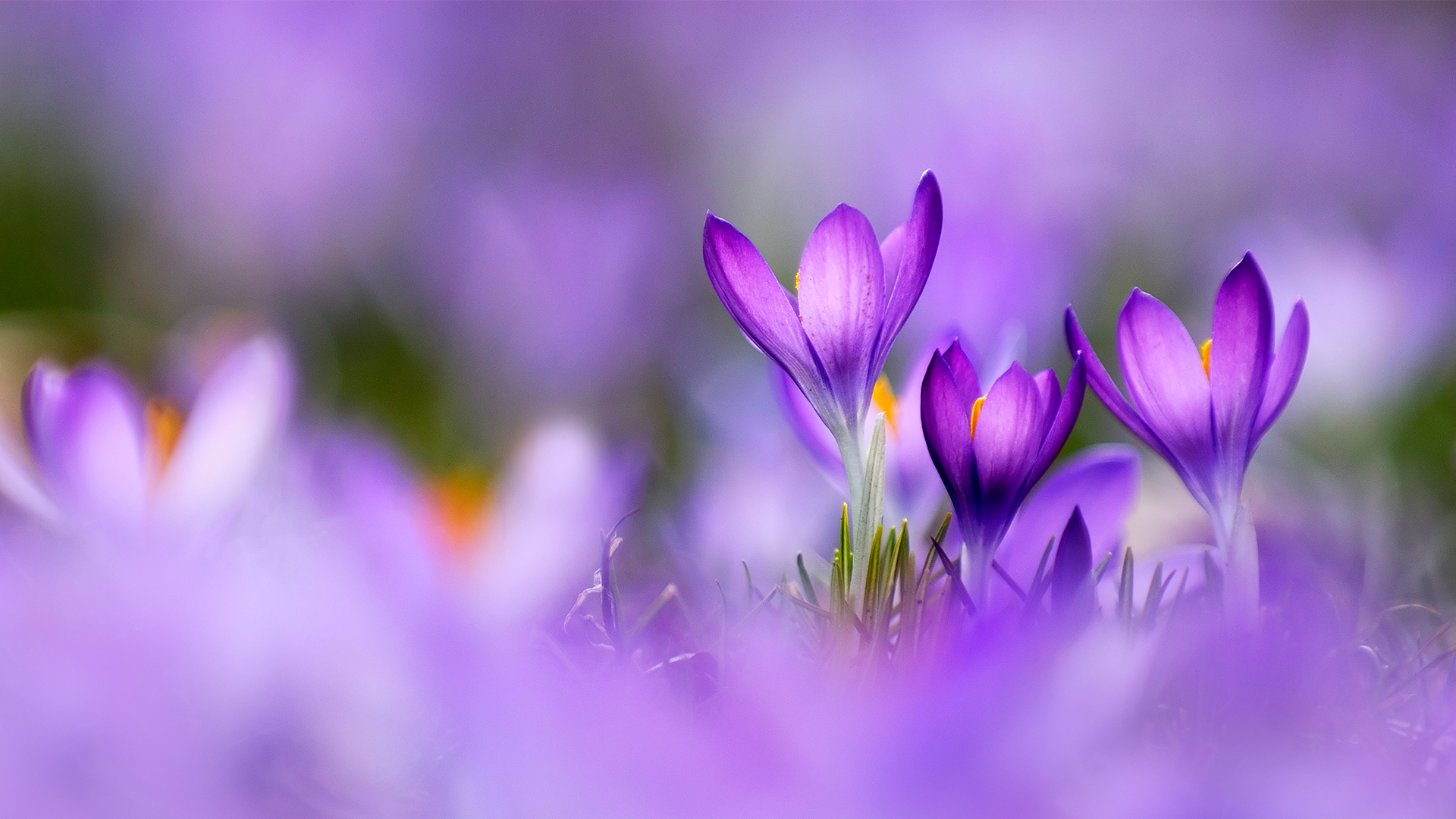 Colour of Spring