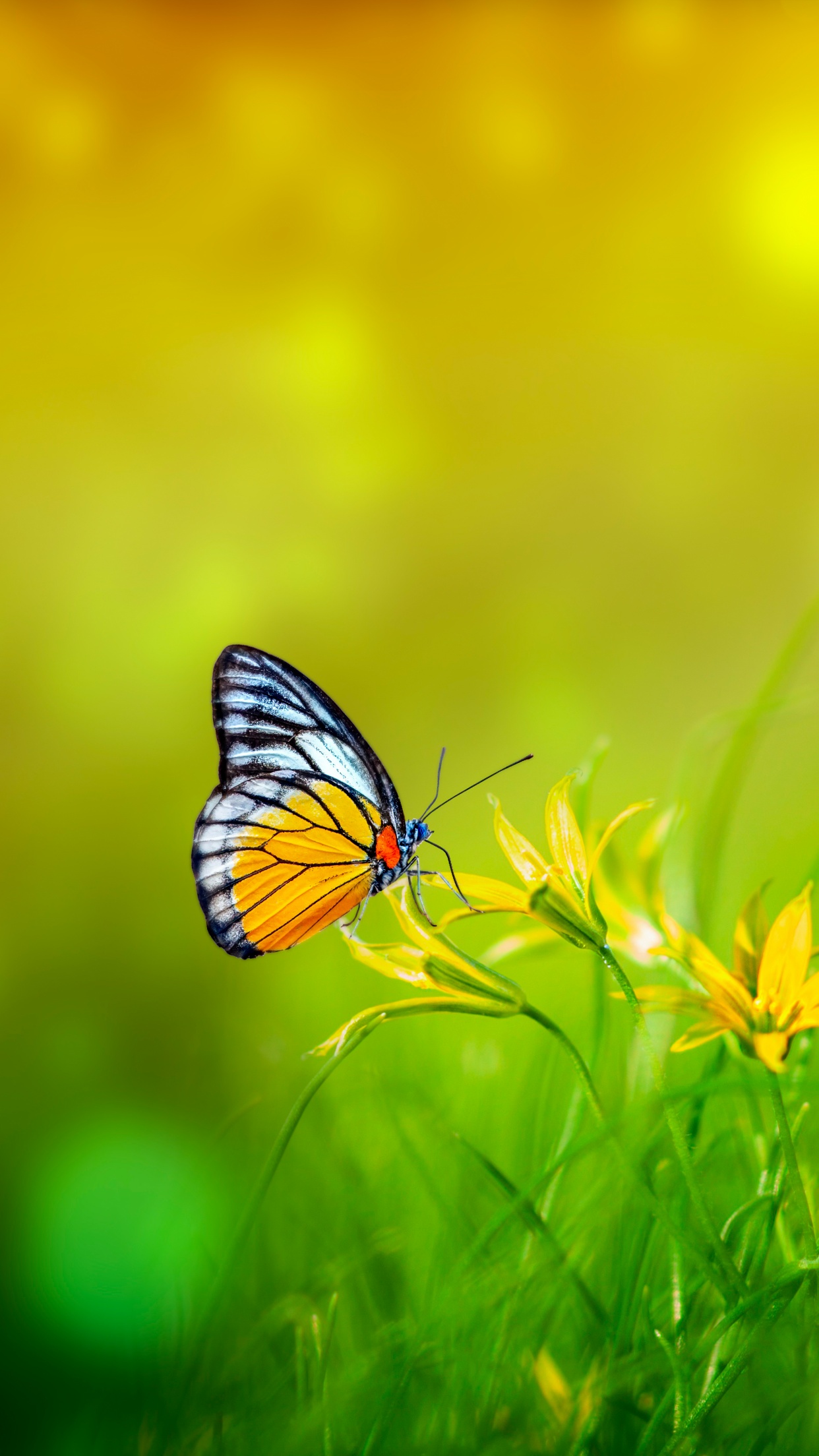 Butterfly Wallpaper 4K, Spring, Bokeh