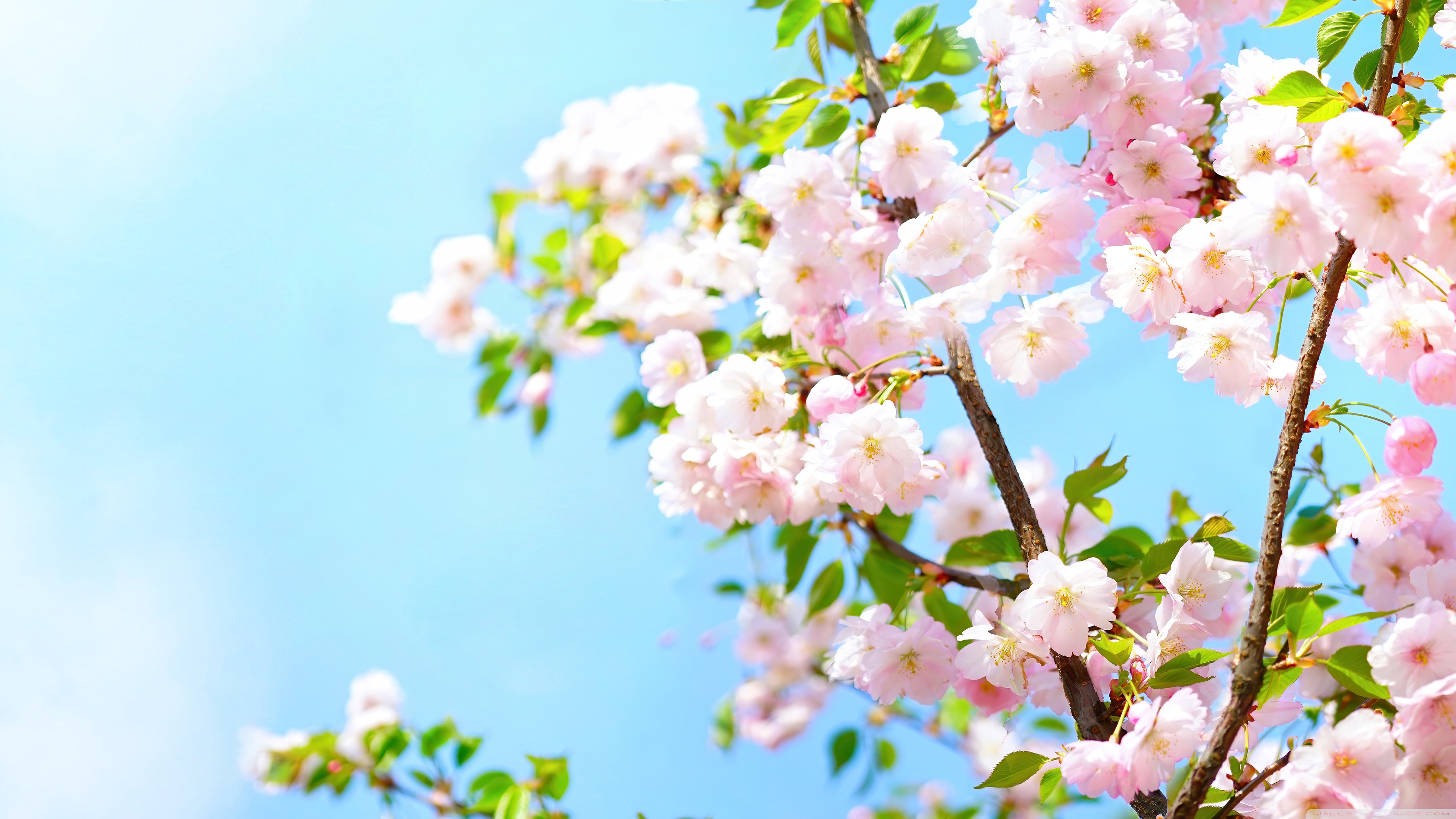 Spring 4K UHD Wallpaper for UltraHD Desktop and TV, Widescreen and UltraWide Display, Smartphone and Tablet Devices