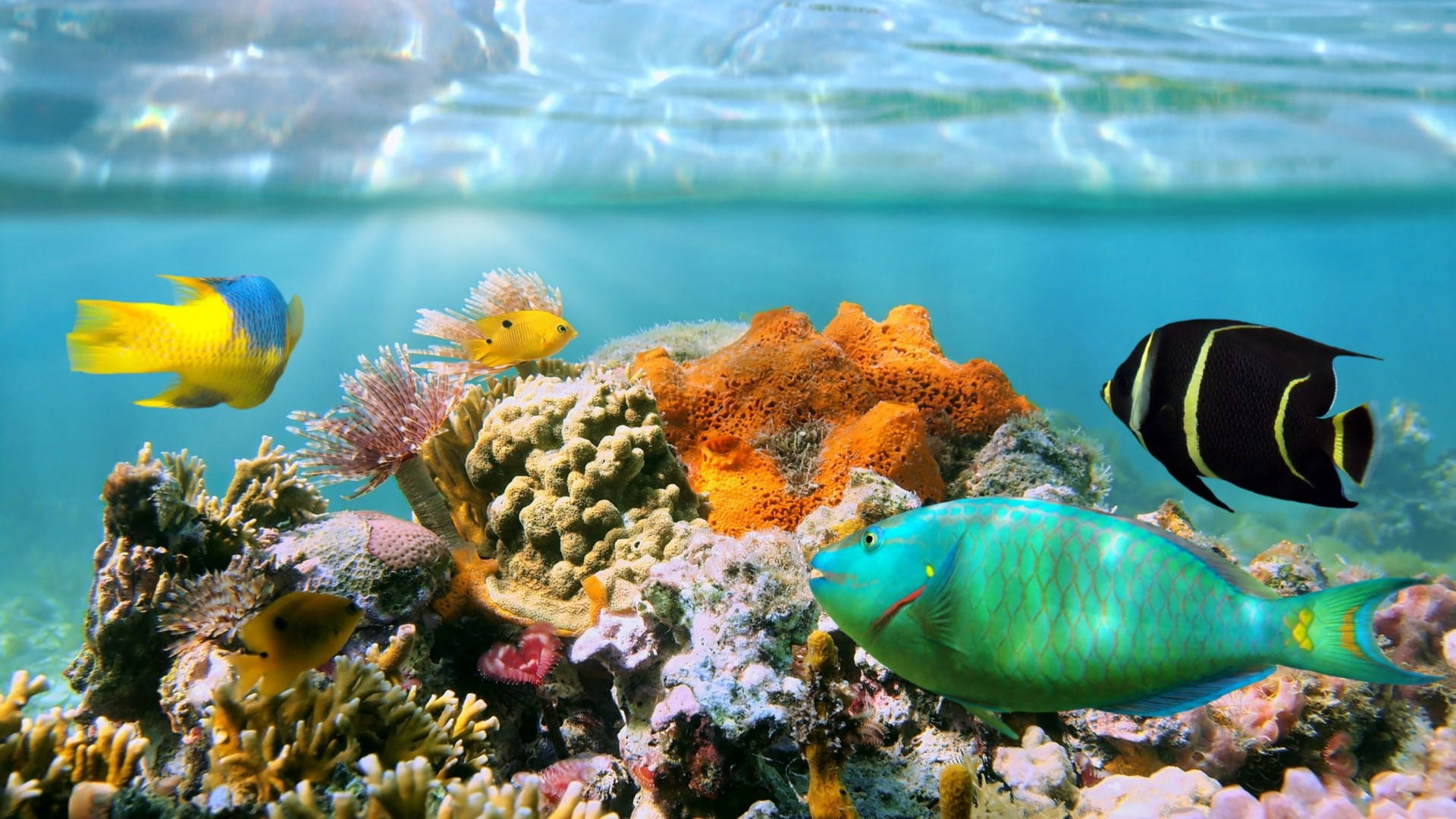 Coral Reef Wallpaper