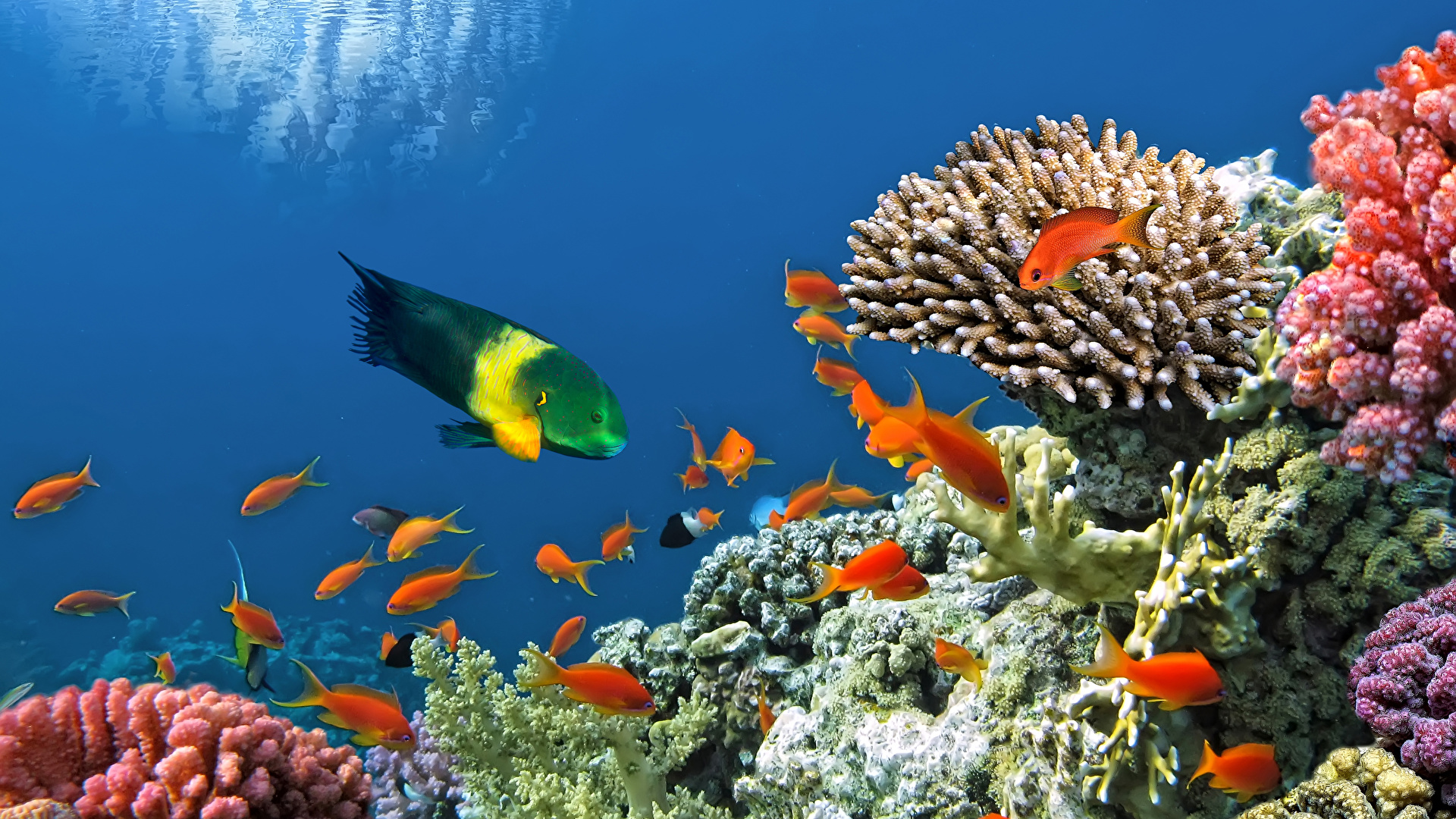 Photo Fish Underwater world Corals