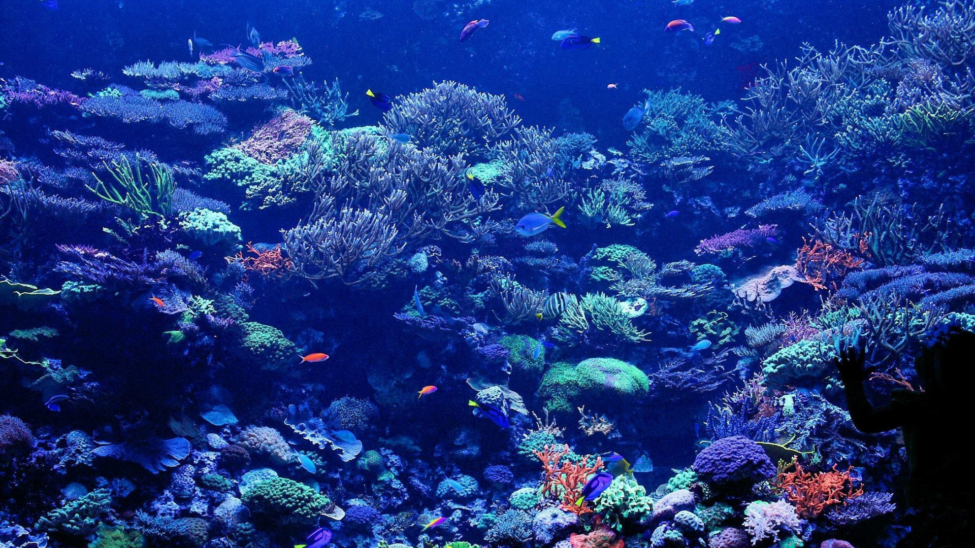 Abstract Coral Reef Art Best Wallpaper
