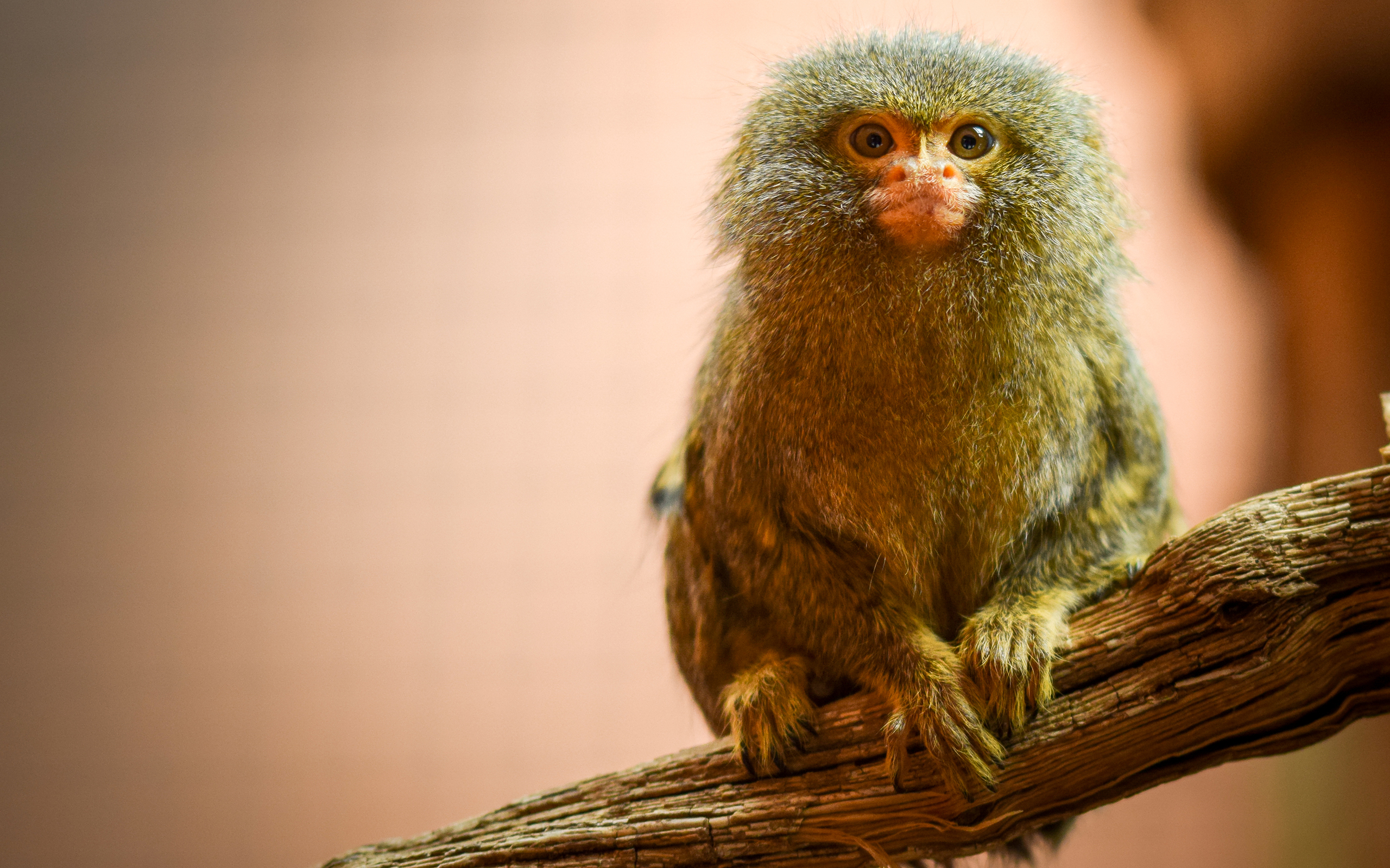 Download Cute Pygmy Marmoset Monkey