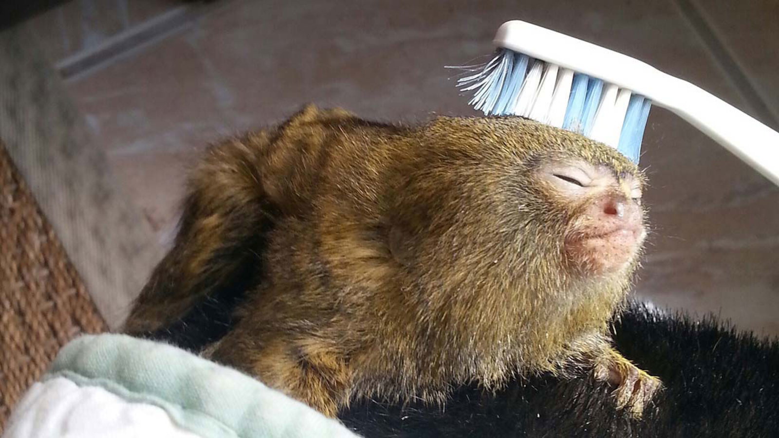 This pygmy marmoset can't get enough