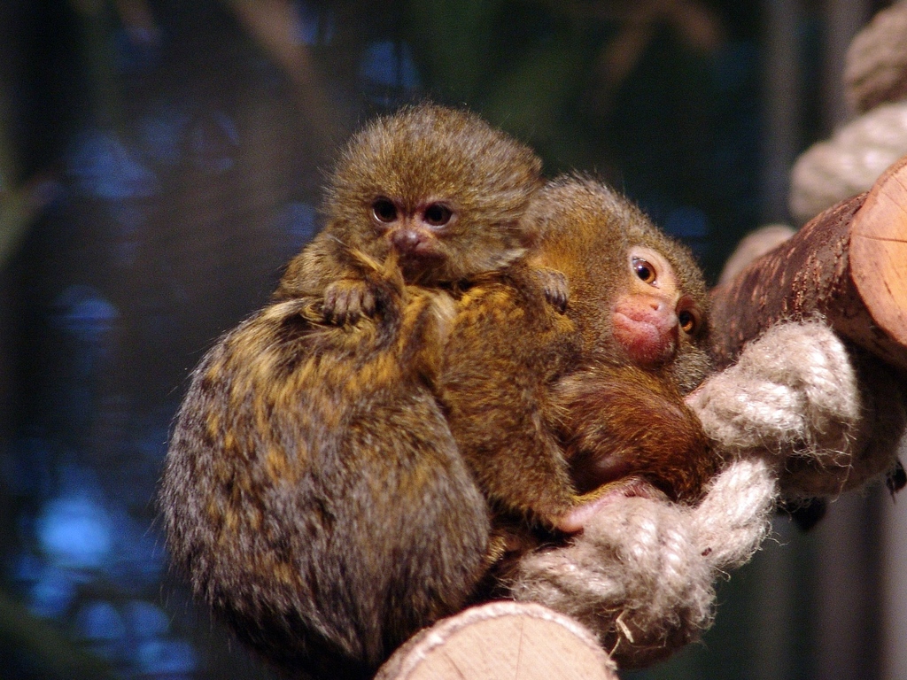 Pygmy Marmoset Cebuella pygmaea