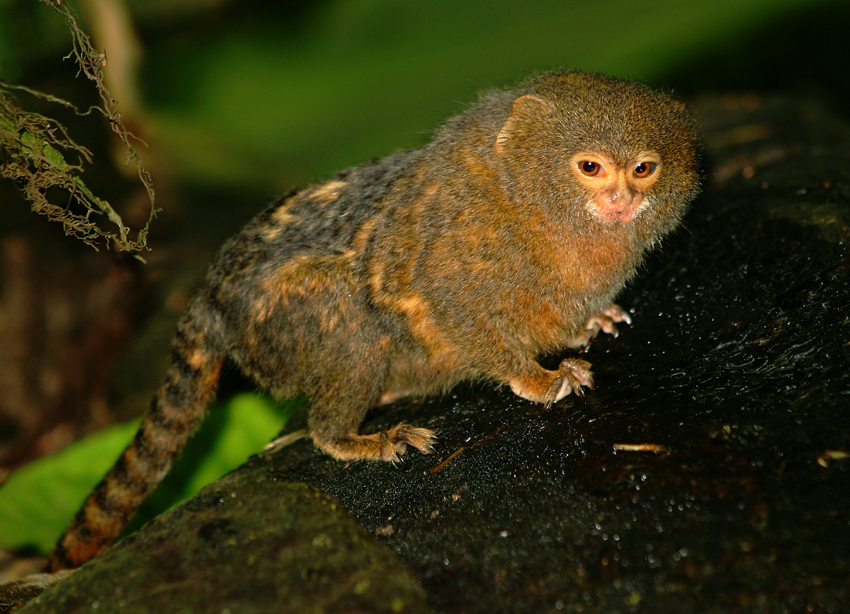 Pygmy Marmoset, Habitat, Diet