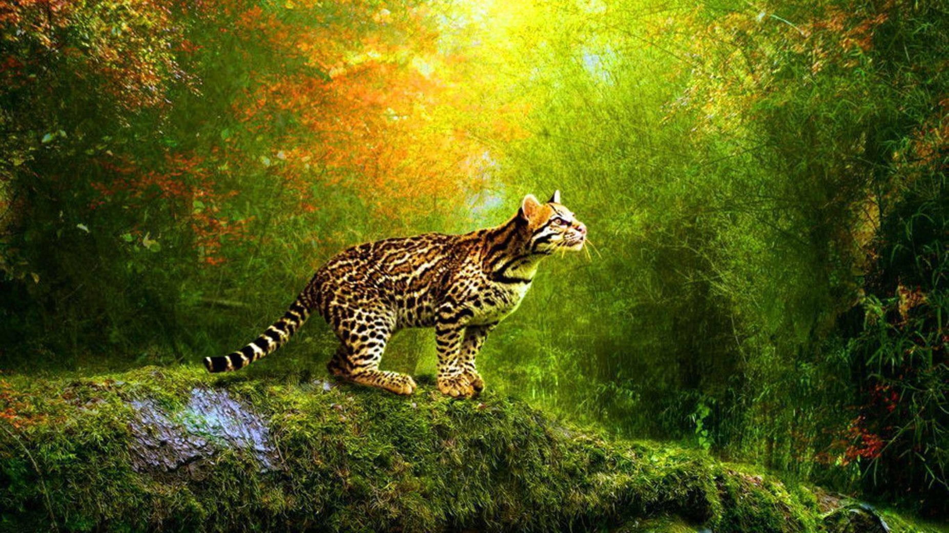 Download Wandering Leopard 3D Animation