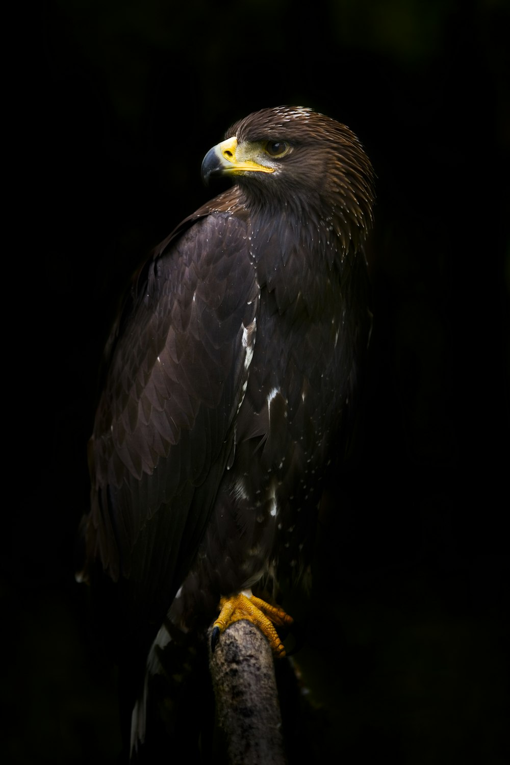 Black Eagle Picture. Download
