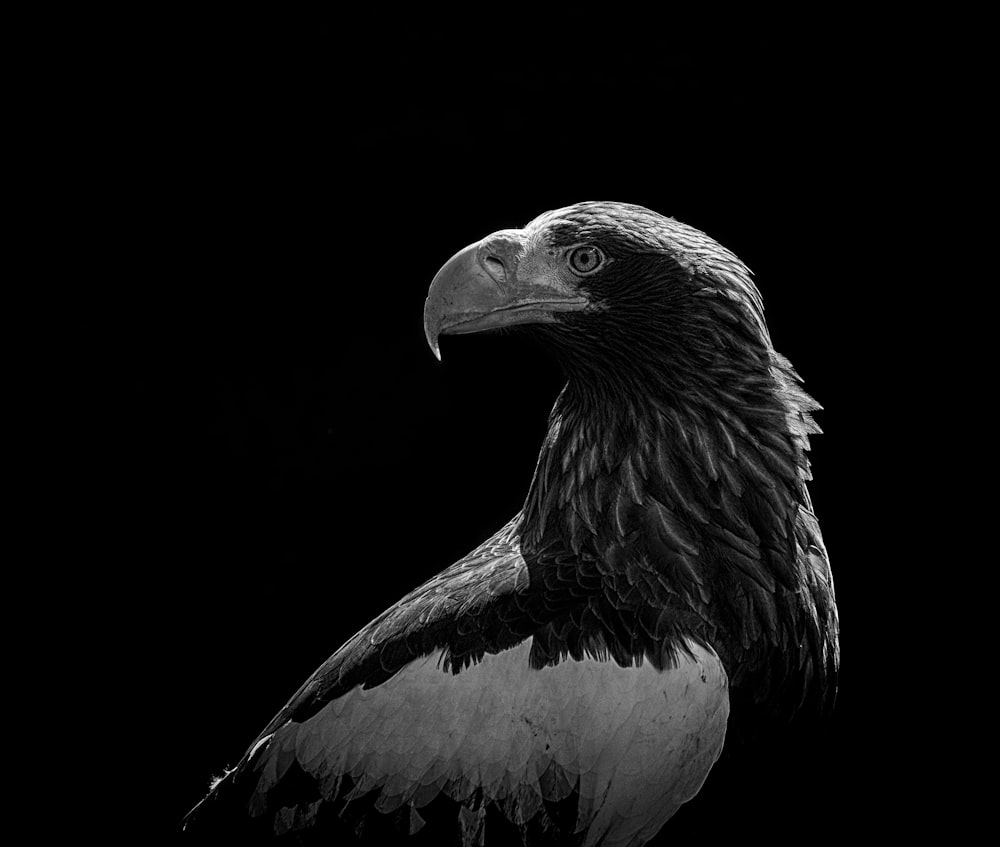 Black Eagle Picture. Download