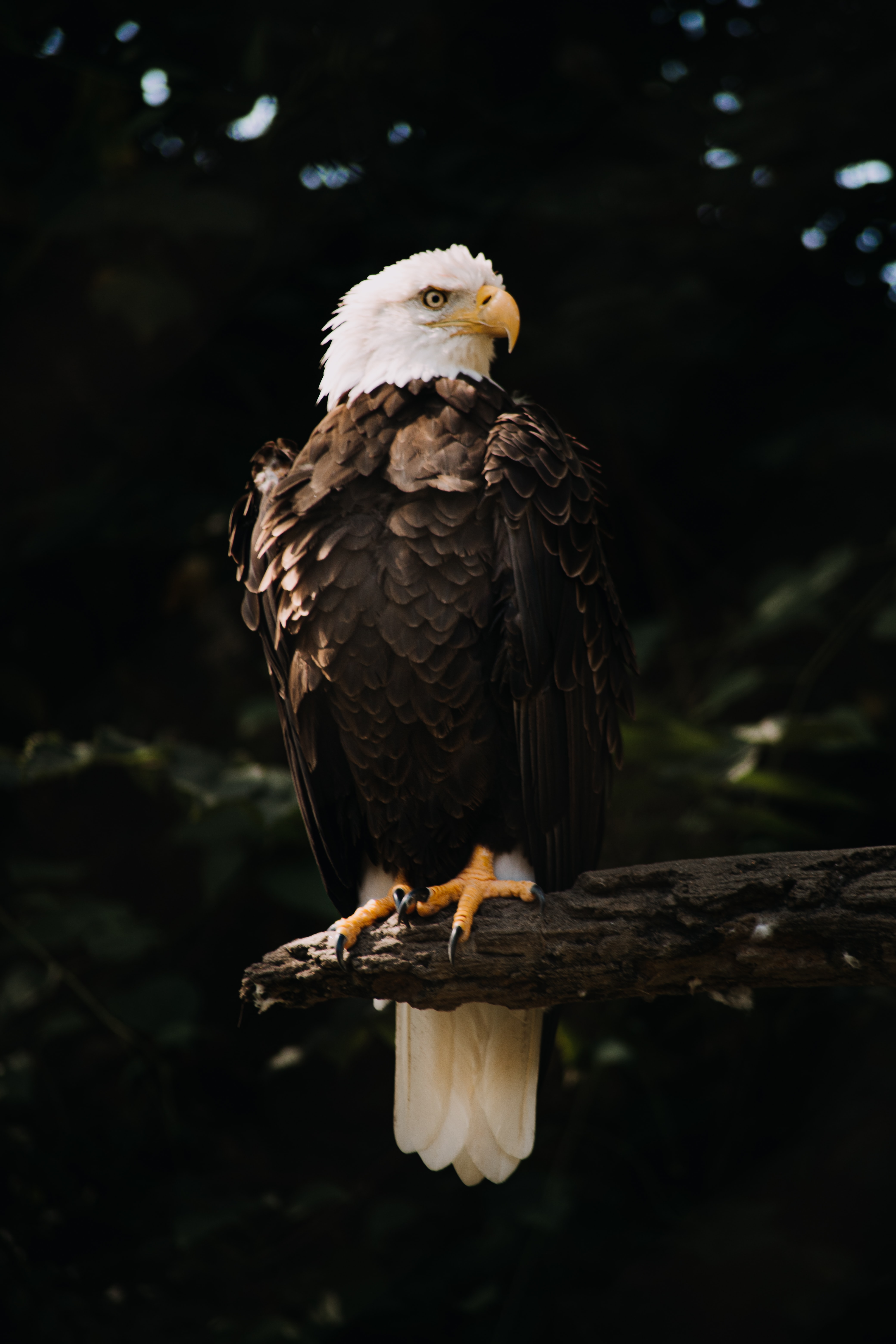 Download Bald Eagle wallpaper