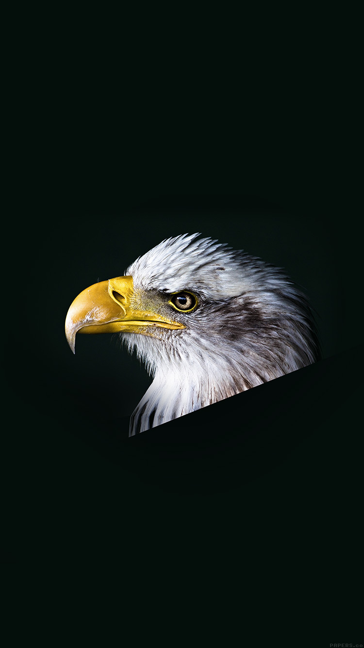 Eagle Dark Animal Bird Face