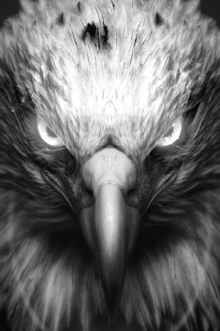 Black wallpaper, Eagle picture