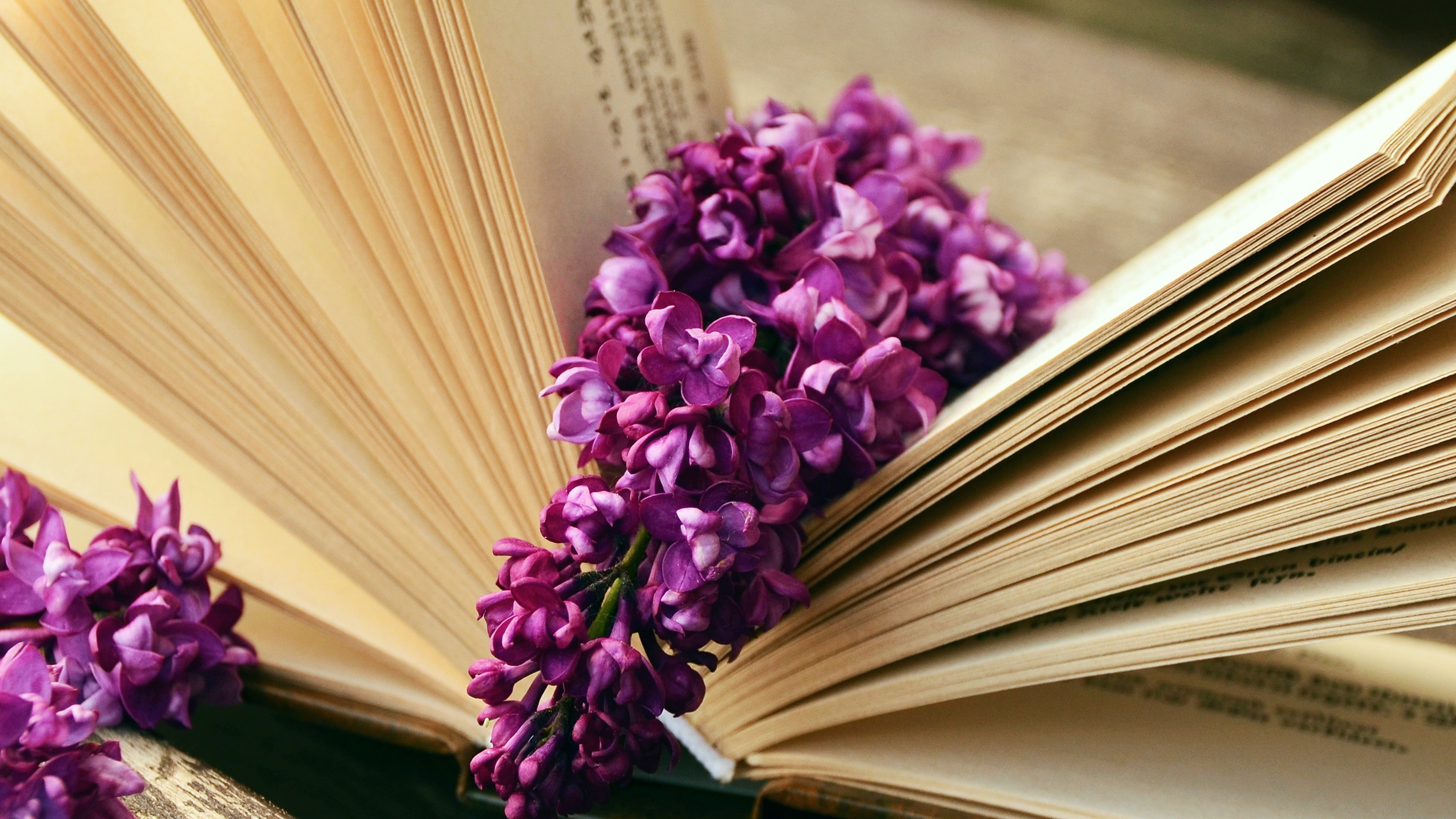 wallpaper for desktop, laptop. ni22