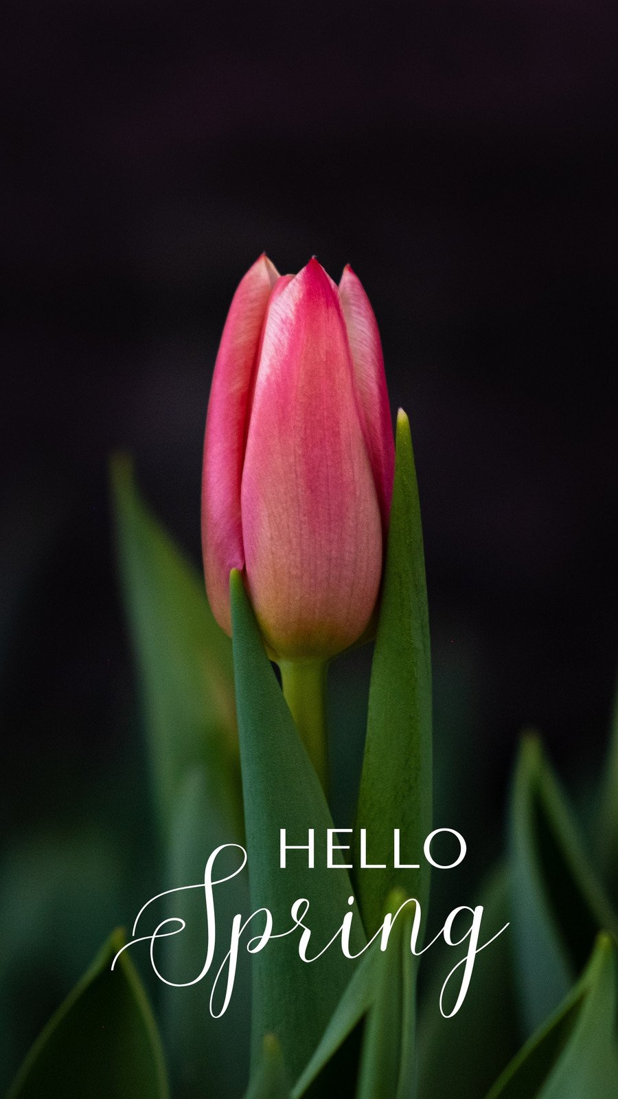 Spring Aesthetic Phone Wallpaper