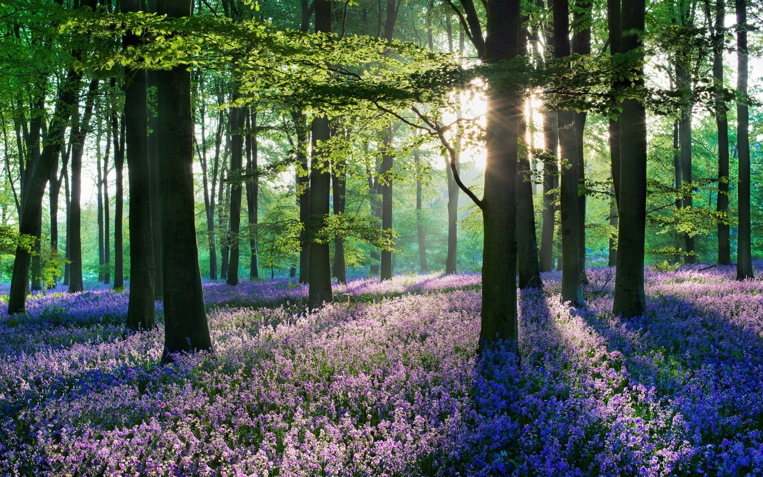 Lavender Flowers Forest Nature Scenery