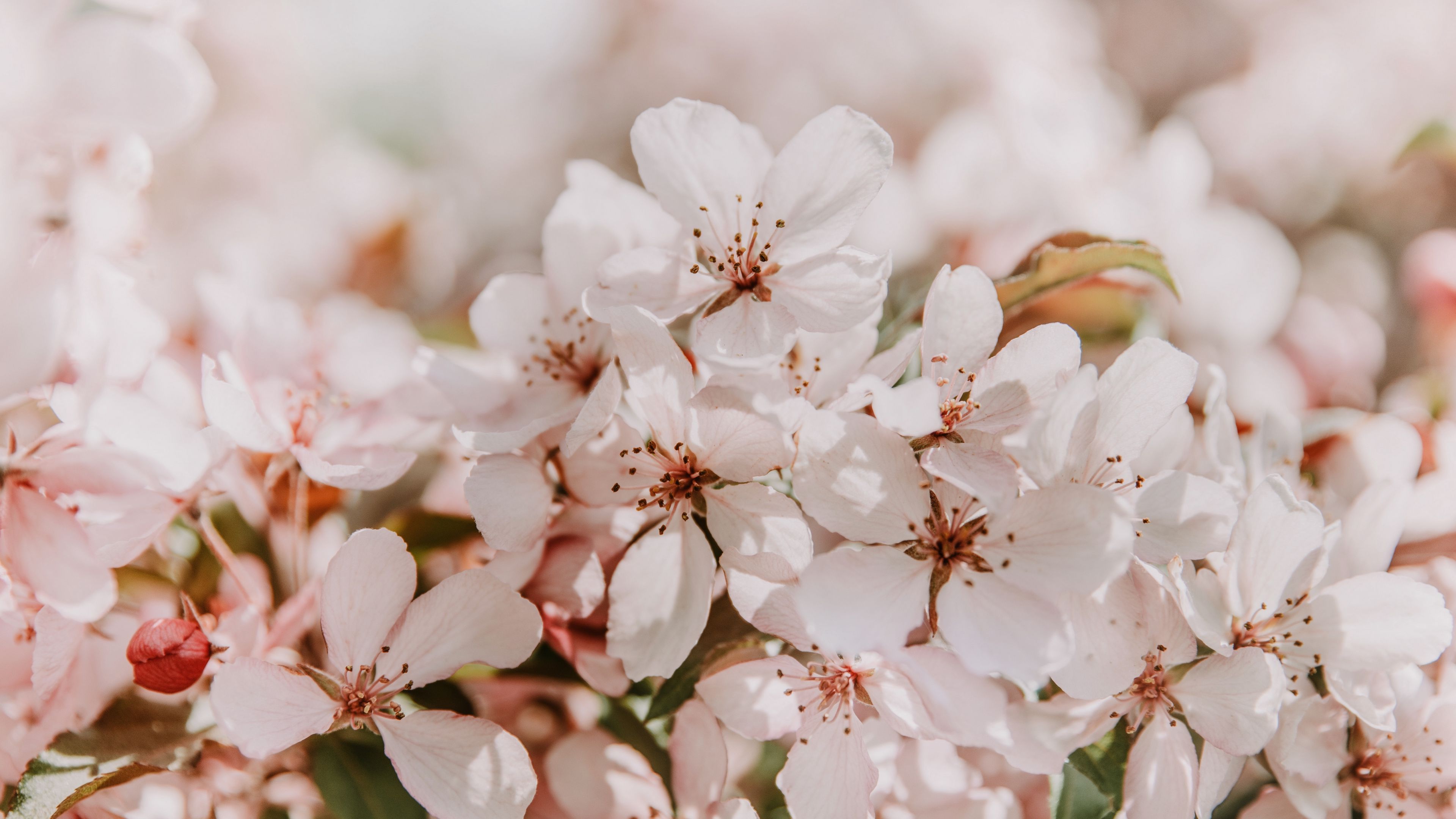 Download wallpaper 3840x2160 sakura