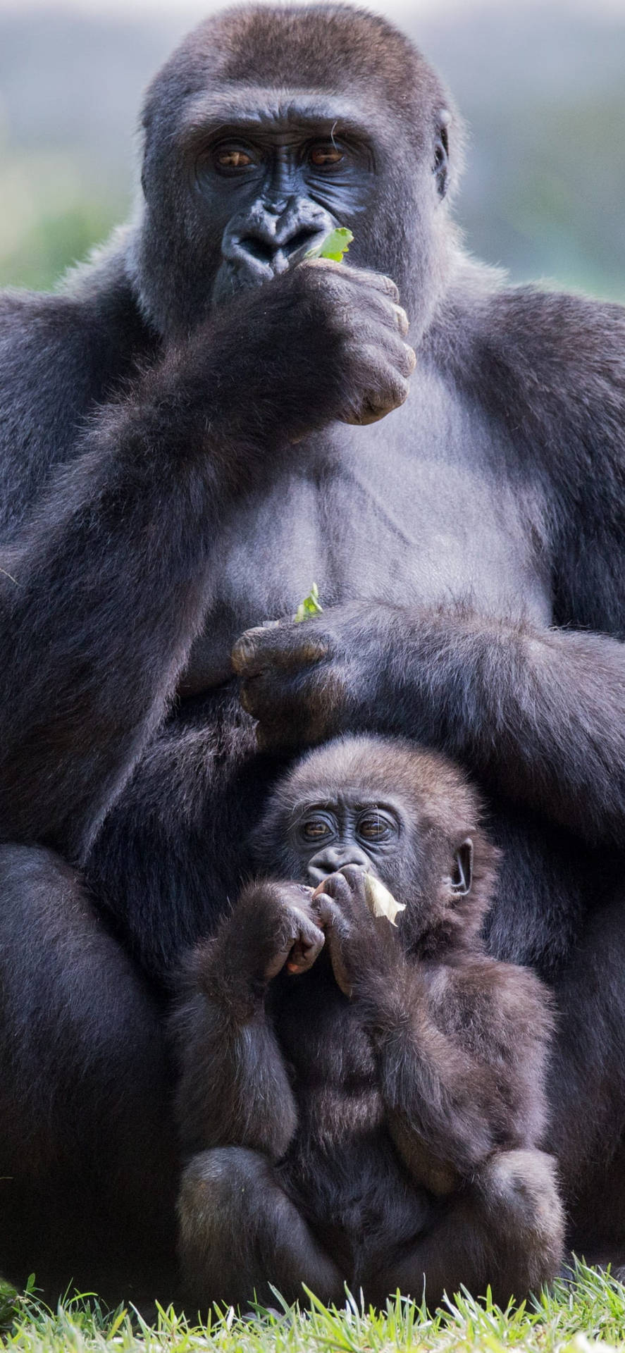 Infant Gorilla iPhone Wallpaper