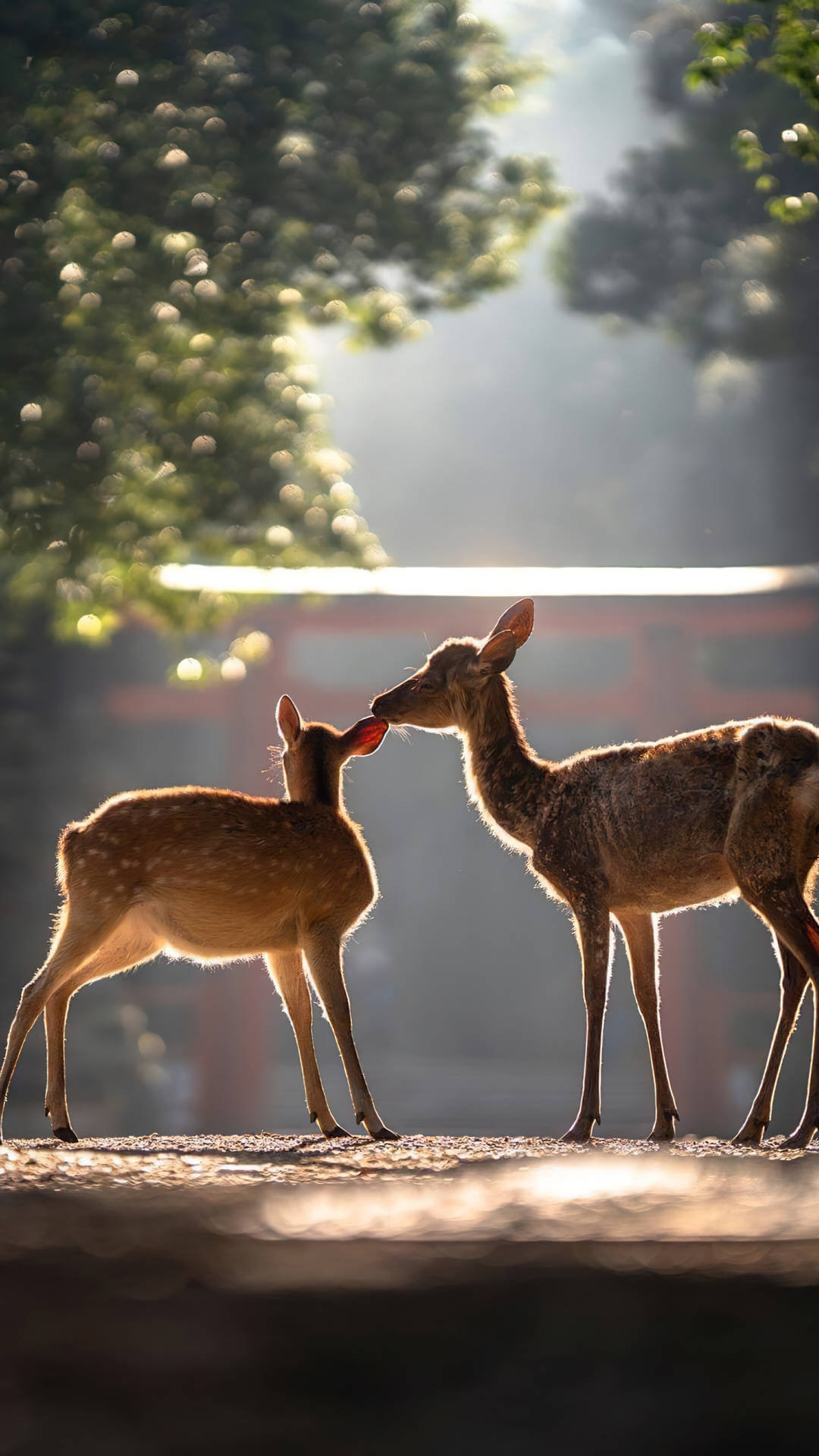 Daughter Deer 4k iPhone 11 Wallpaper