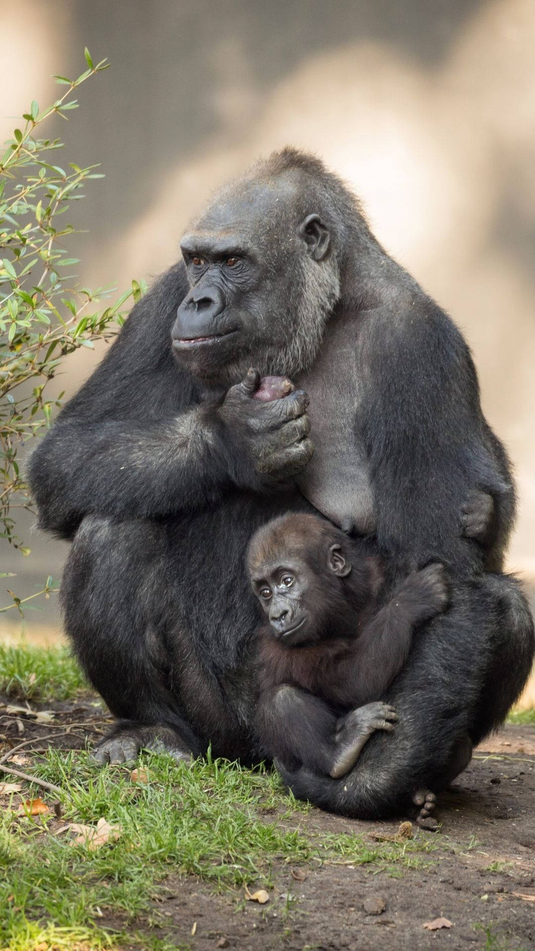 Nursing Mother Gorilla iPhone Wallpaper