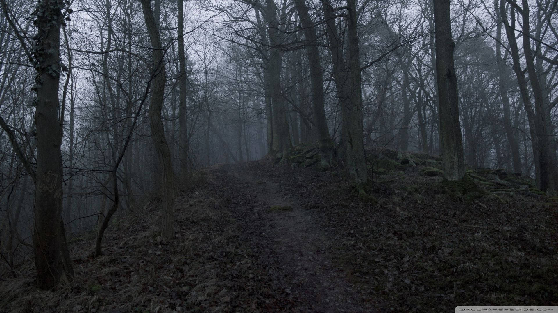 Download An eerily beautiful journey through an enchanted dark forest. Wallpaper