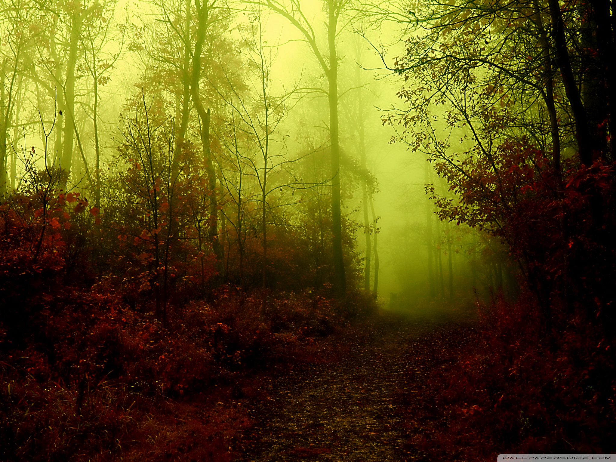 Dark Forest Ultra HD Desktop Background