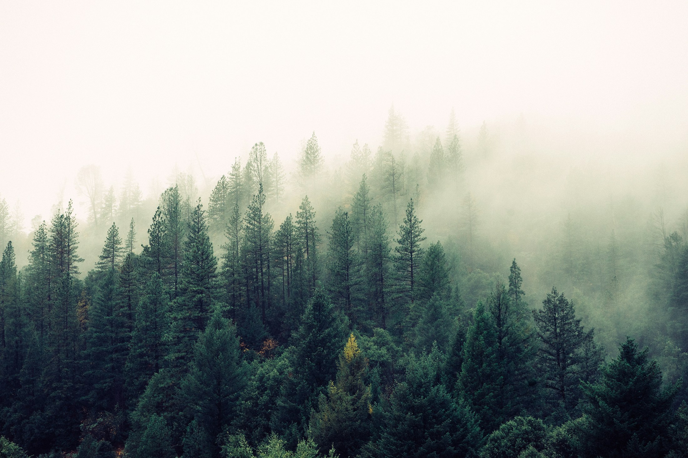 Forest Wallpaper: Free HD Download